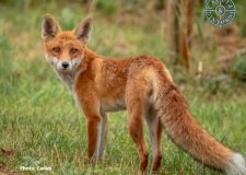 Gestione Faunistica: Oltre il Pregiudizio