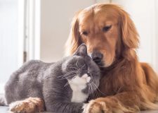 Dalla parte degli animali”… o del portafoglio?