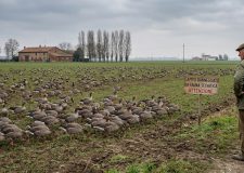 Allarme CIA: le oche selvatiche assediano i campi emiliani