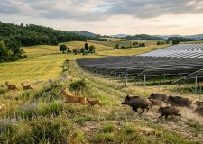 Fotovoltaico: La Consulta Mette in Sicurezza le Nostre Campagne